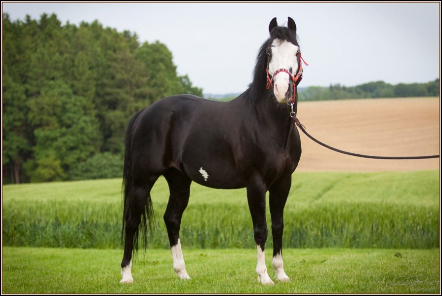 Asbach Fohlenshow 2014 114